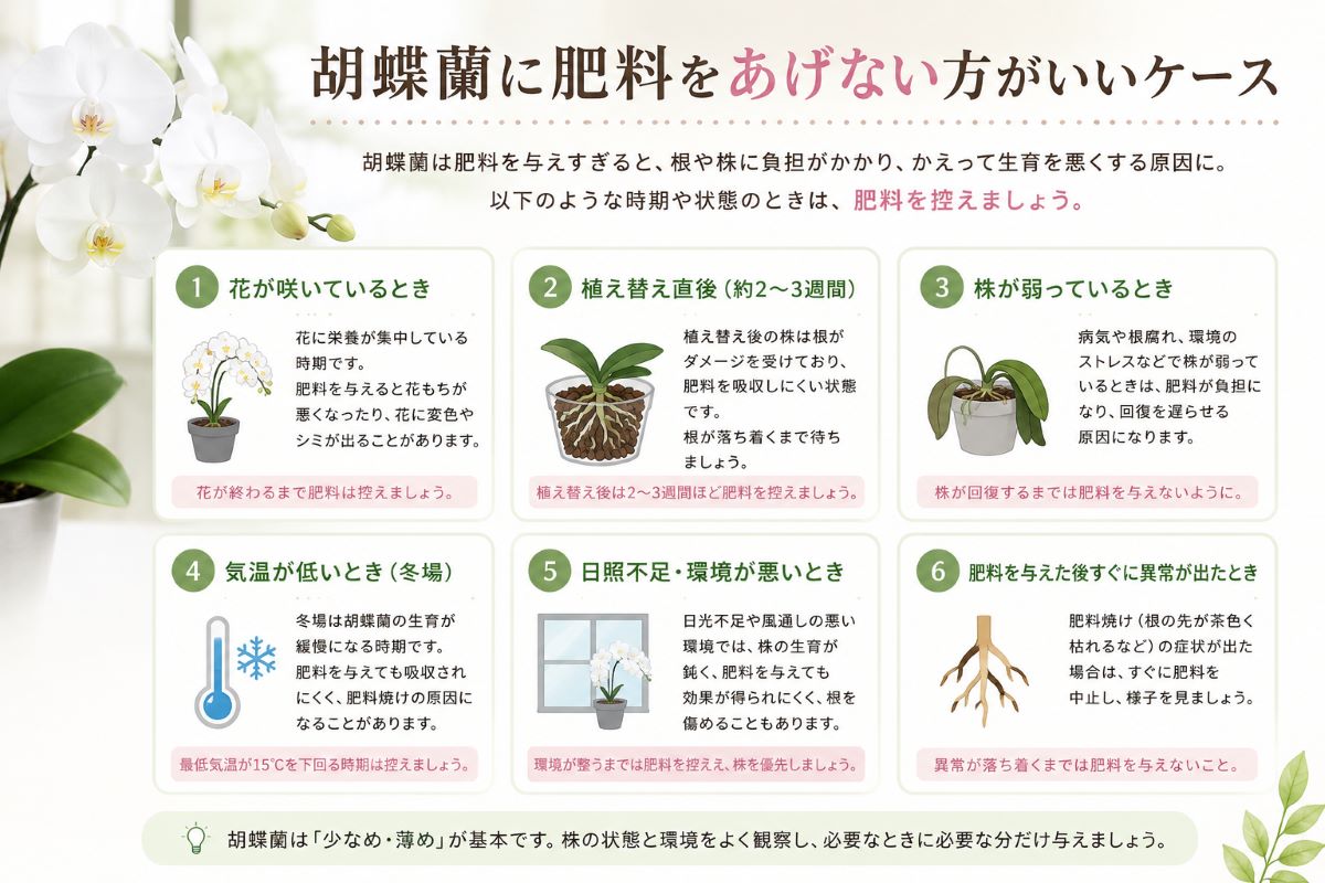 胡蝶蘭に肥料をあげない方がいいケース
