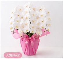 大輪胡蝶蘭 5本立ち