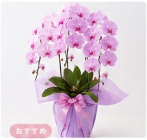 ピンク胡蝶蘭