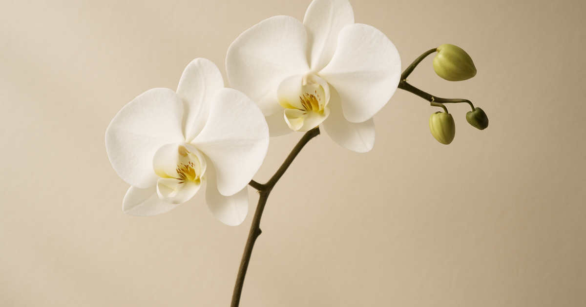 胡蝶蘭の花言葉｜色別・本数別の意味完全ガイド【贈るシーンも解説】 1
