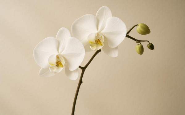 胡蝶蘭の花言葉｜色別・本数別の意味完全ガイド【贈るシーンも解説】 1