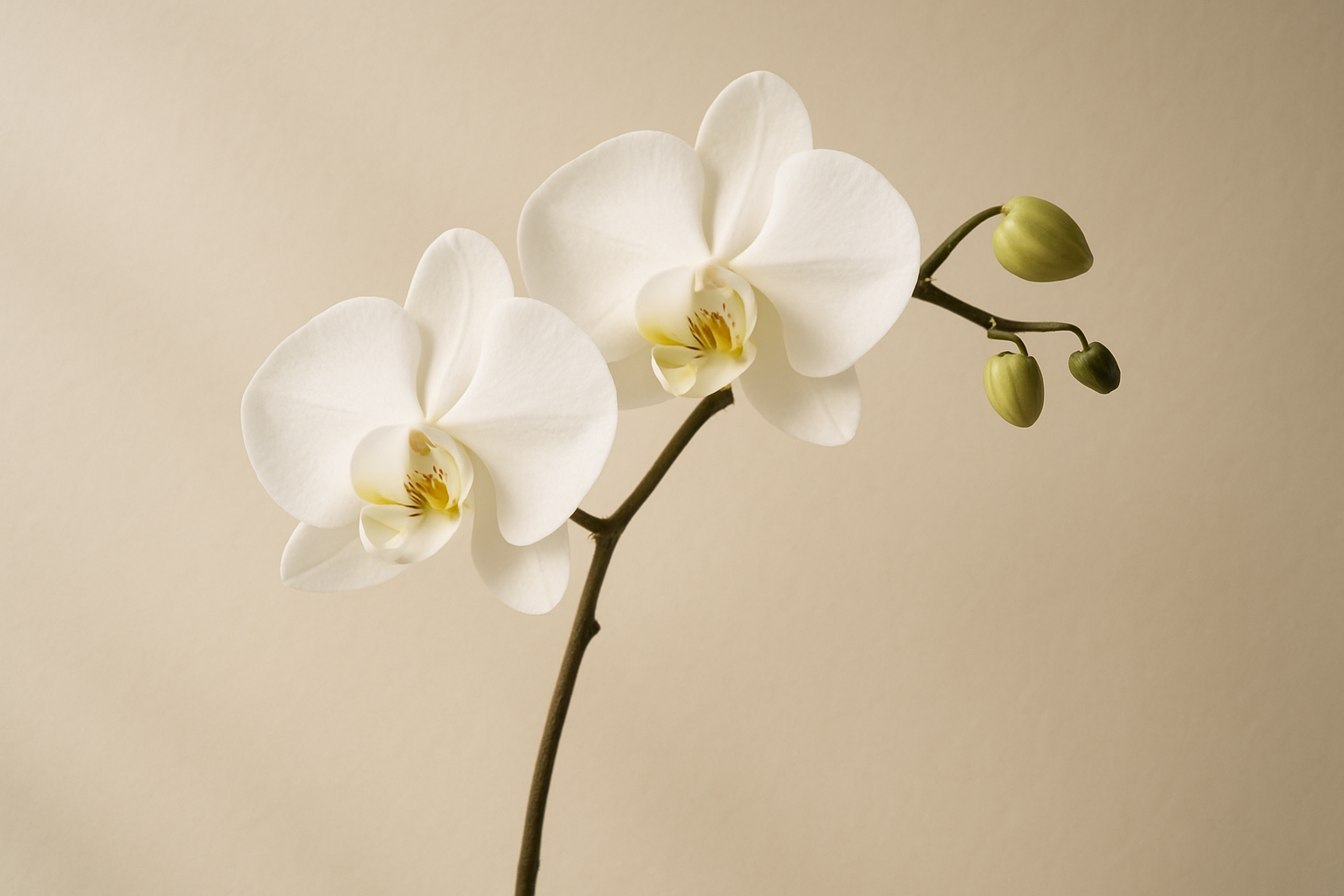 胡蝶蘭の花言葉｜色別・本数別の意味完全ガイド【贈るシーンも解説】 1