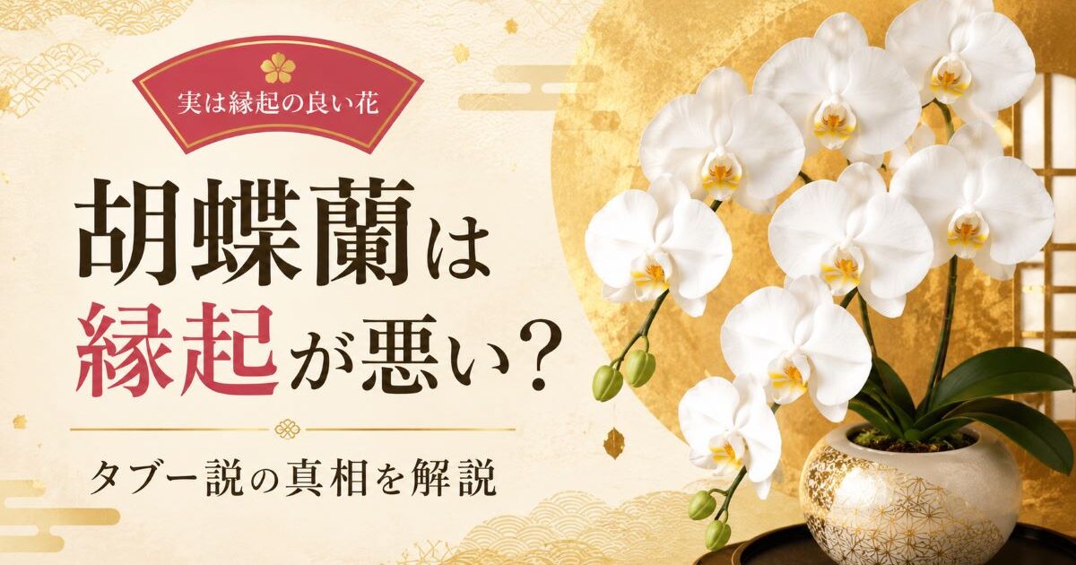胡蝶蘭は縁起が悪い？