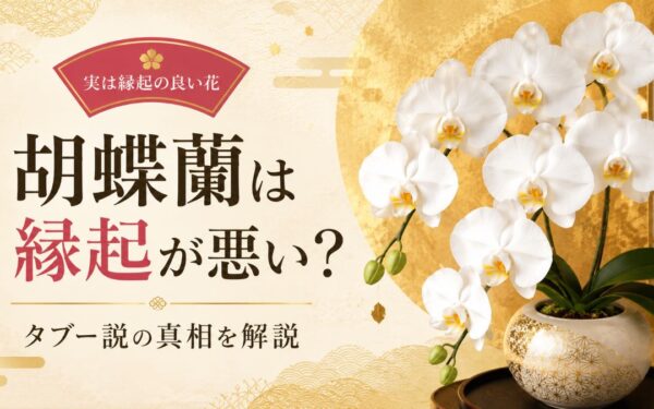 胡蝶蘭は縁起が悪い？