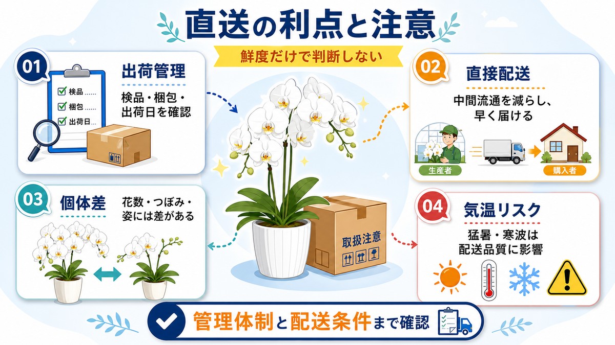 胡蝶蘭の産地直送における利点と配送上の注意点