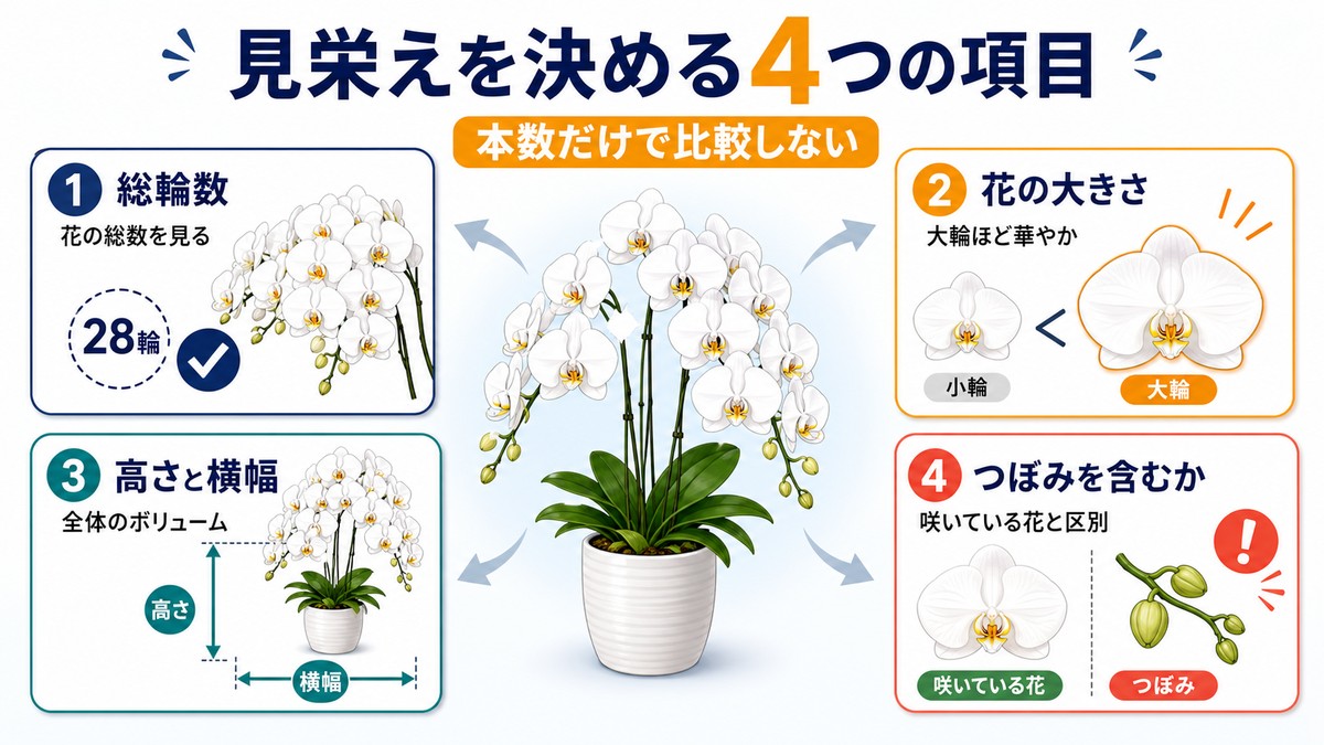 胡蝶蘭の本数と輪数を確認するポイントの図解