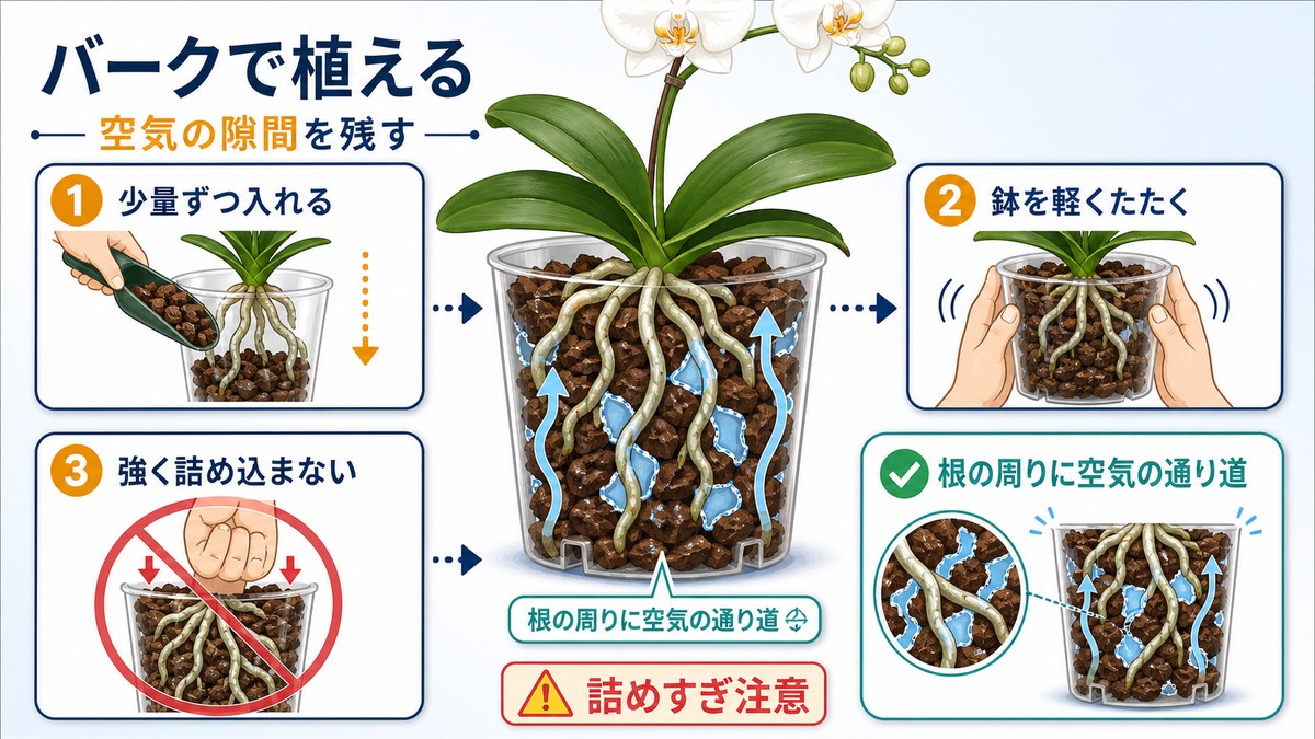 バークを根の隙間へ入れて胡蝶蘭を植える手順