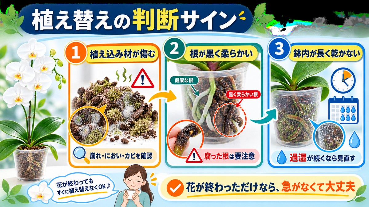胡蝶蘭の植え替えが必要なサインを示す図