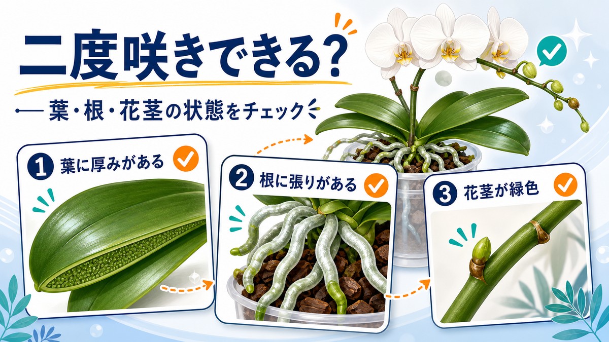 二度咲きに向く健康な胡蝶蘭と休養が必要な株の比較図