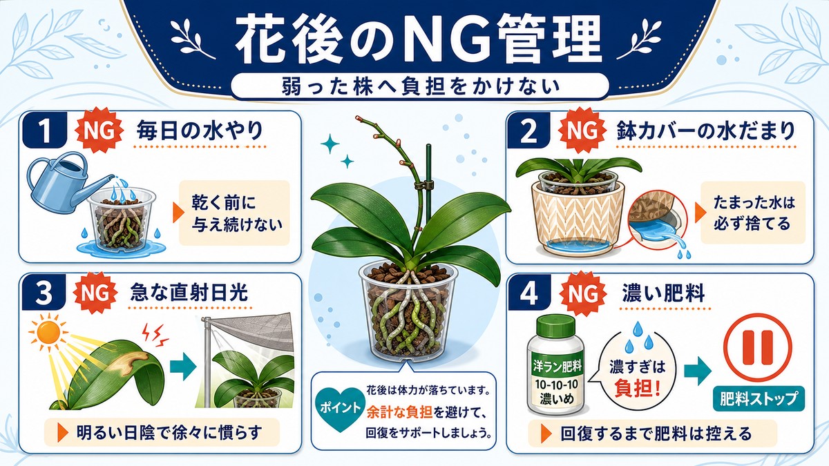 胡蝶蘭の花後に避けたい水の与えすぎや直射日光を示す注意図