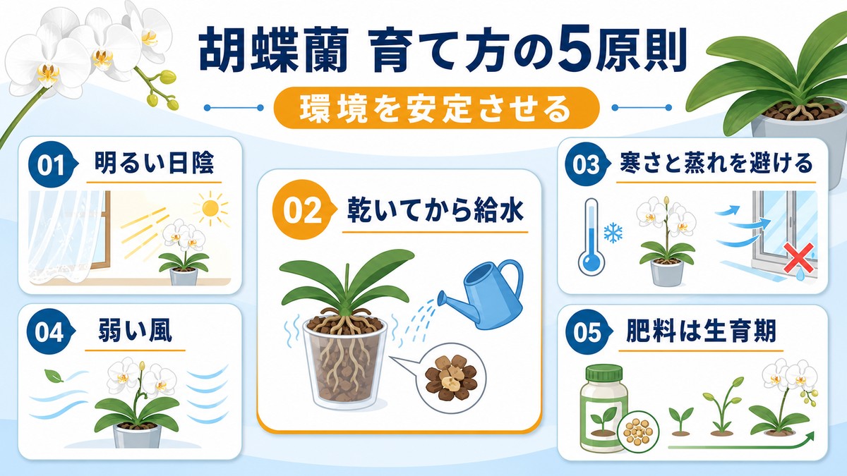 胡蝶蘭の置き場所や温度など5つの基本を示す図解