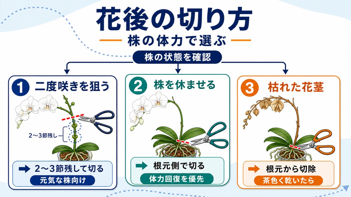 胡蝶蘭の花後に花茎を切る位置を示す図解