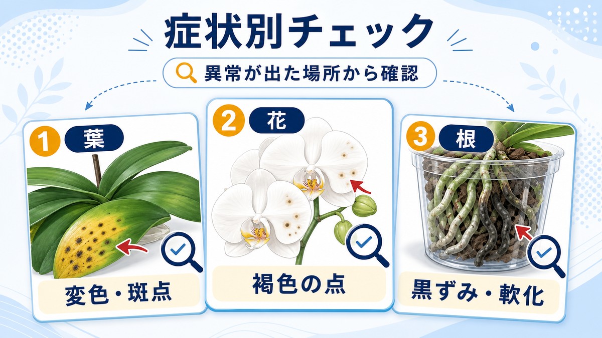 胡蝶蘭の葉・花・根に現れる症状を比較した診断図
