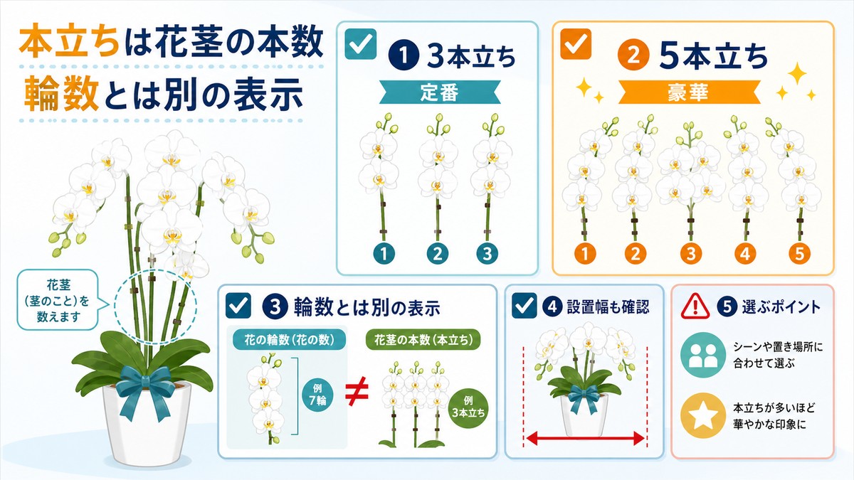胡蝶蘭の1本立ち・3本立ち・5本立ちの花茎数を比較する図解