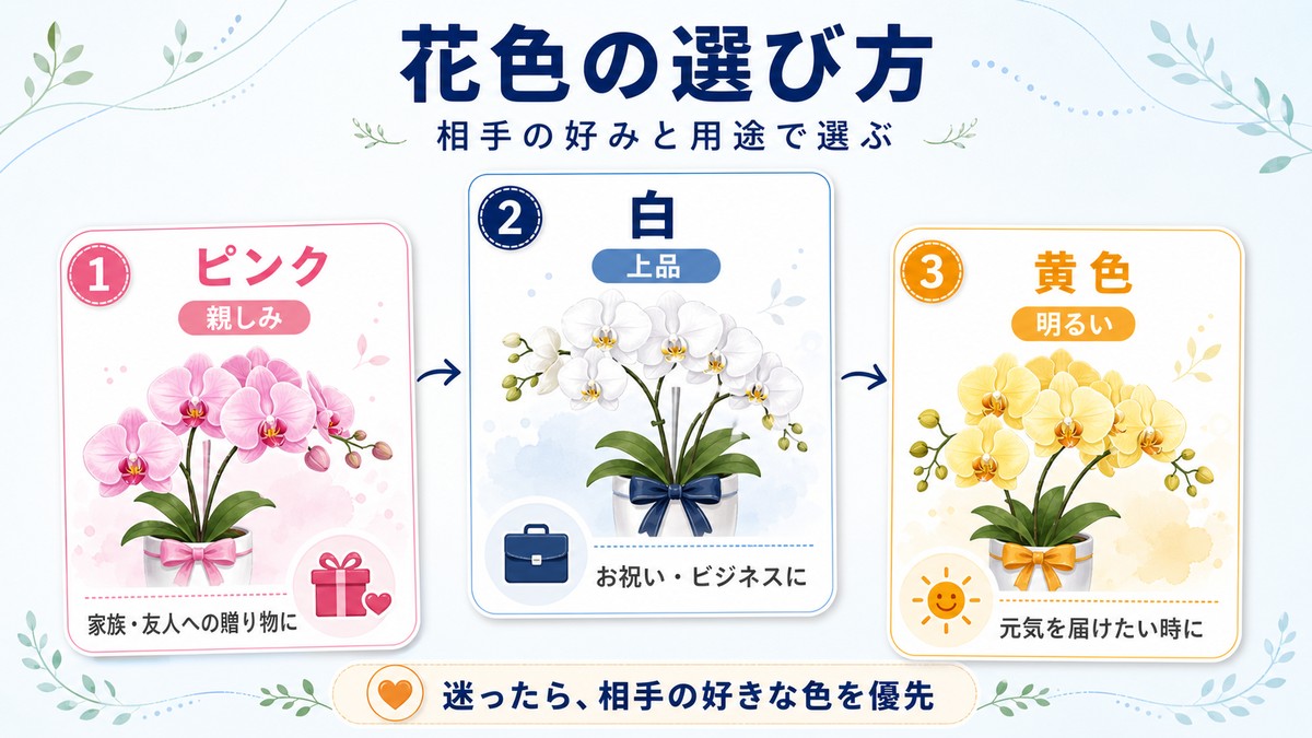 ピンク・白・黄色のミディ胡蝶蘭の色別比較