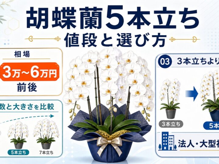 白大輪の胡蝶蘭5本立ちと値段・選び方を表したアイキャッチ