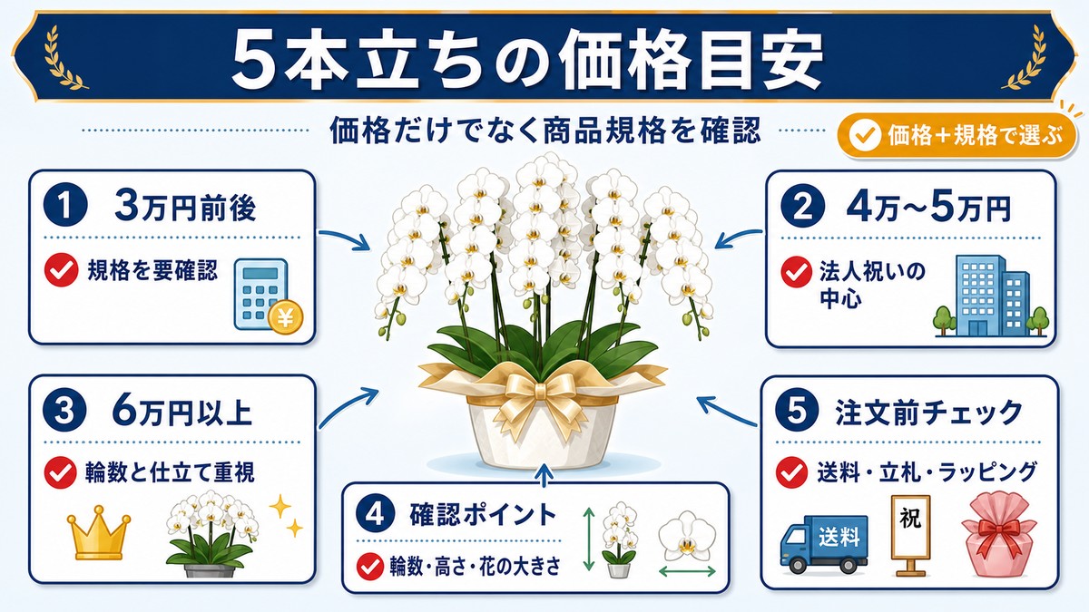 胡蝶蘭5本立ちの価格帯と用途を比較する図