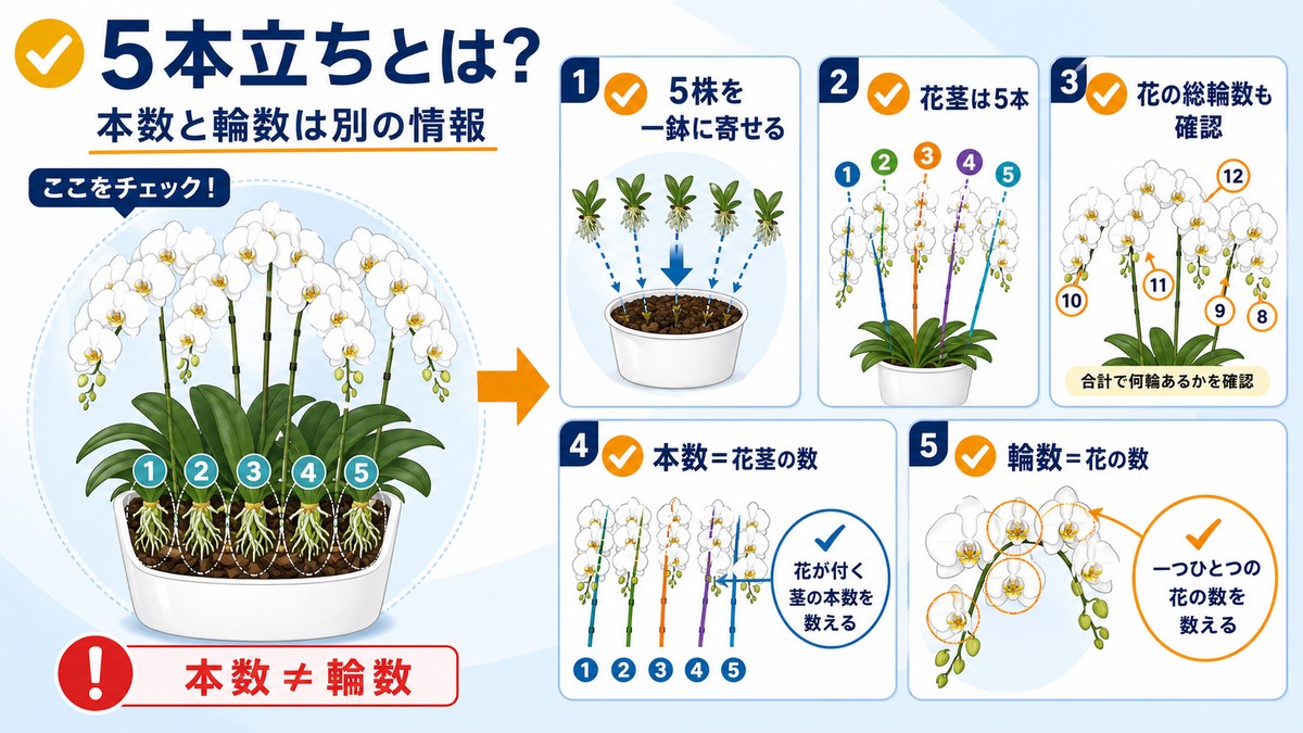 胡蝶蘭5本立ちの株と花茎の構造を示す図