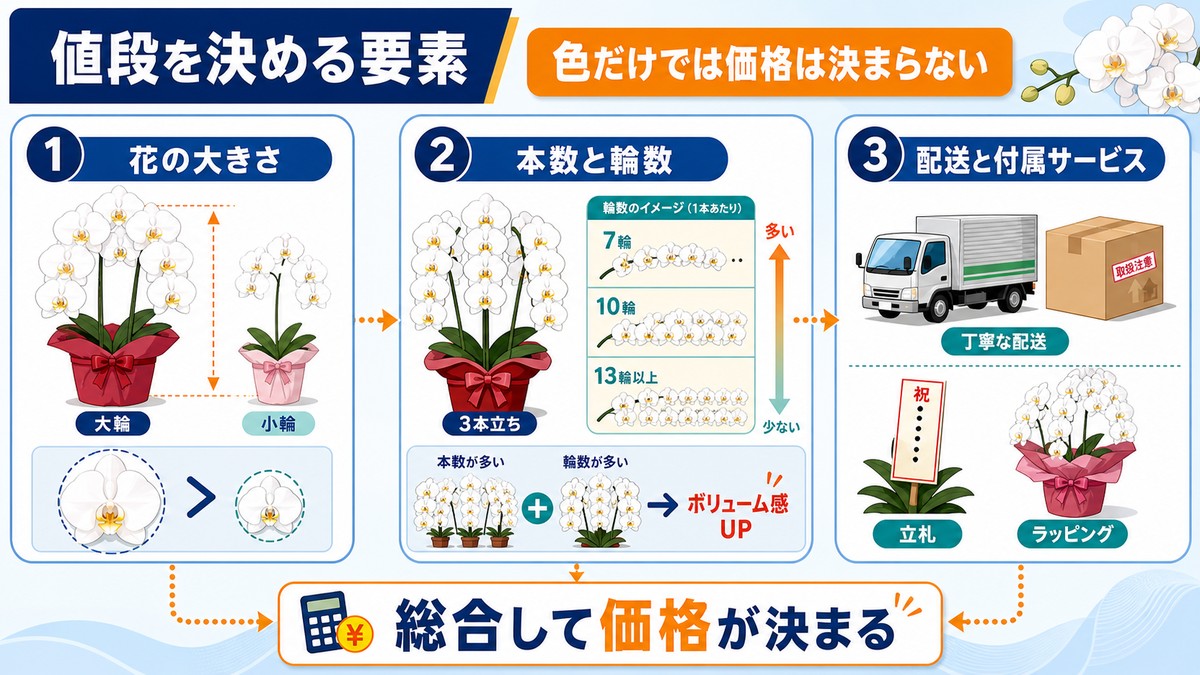 白い胡蝶蘭の価格を本数と輪数で比較する図解