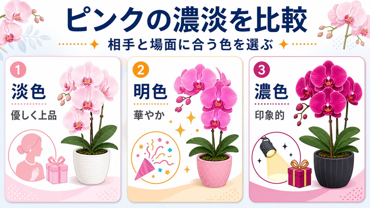 淡いピンク、明るいピンク、濃いピンクの胡蝶蘭の印象比較