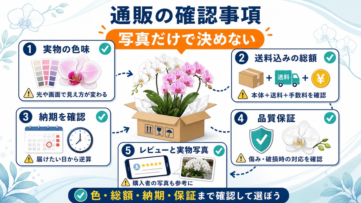 黄色い胡蝶蘭を通販で注文する前の確認項目