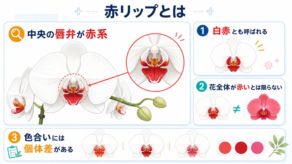 胡蝶蘭の白い花びらと中央の赤いリップを示す図解